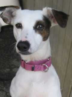 Kerri Is Putnam Humane Society Pet Of The Week