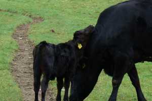 Amherst Probe Of Endangered Cattle Breed Results In Animal Cruelty Charges