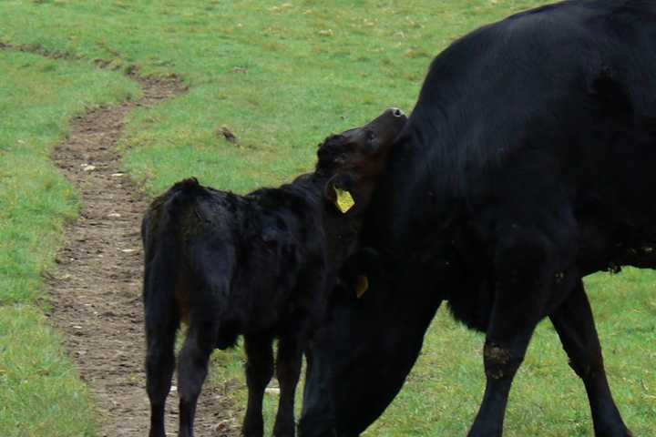 Probe Of Endangered Cattle Breed Results In Charges In Region