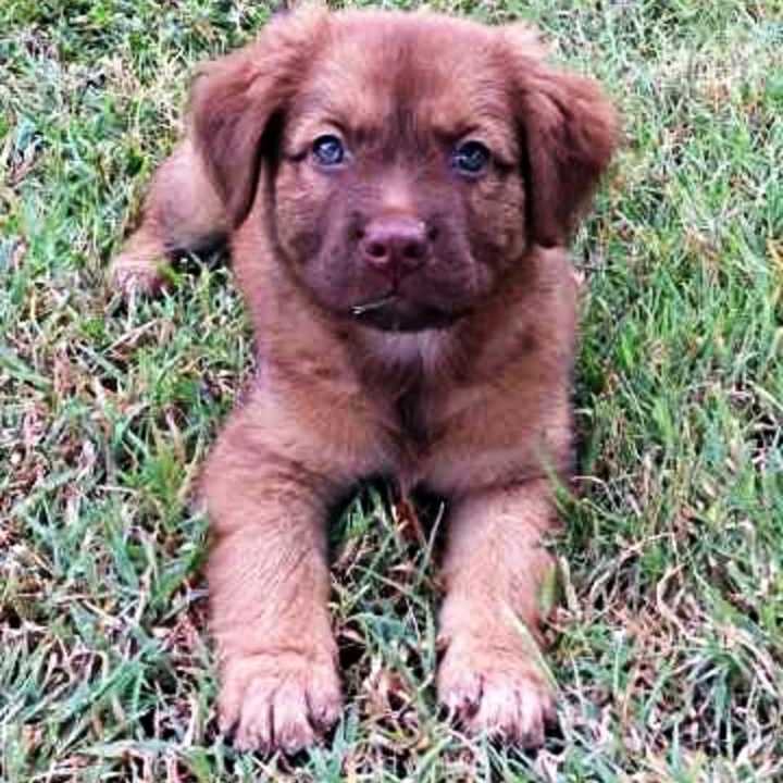 King is one of the pups you can meet at Paws Crossed Animal Rescue&#x27;s grand opening event on Saturday.