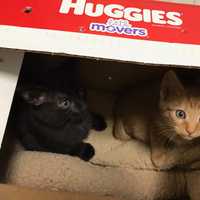 4 Kittens Have Second Chance, Thanks To Whoever Left Them Outside Of Oakland Shelter