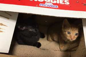 4 Kittens Have Second Chance, Thanks To Whoever Left Them Outside Of Oakland Shelter