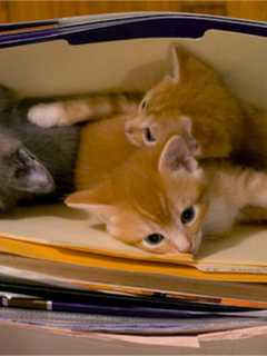 Newtown Shelter Waives Adoption Fees To Help Cats Find Homes