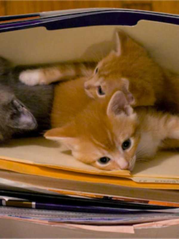 Newtown Shelter Waives Adoption Fees To Help Cats Find Homes