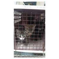 Kittens Found In CT Abandoned Behind Dumpster In Freezing Cold, Animal Control Reports