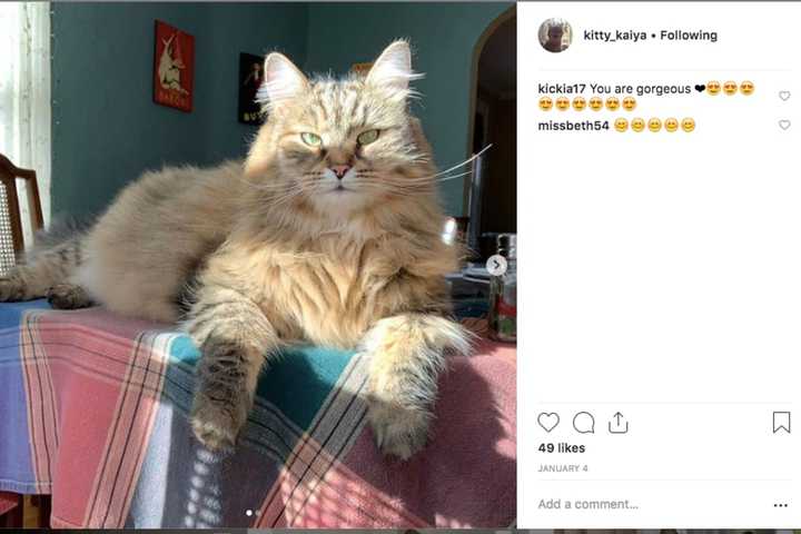 Fairfield County's Kitty Kaiya Is Your Next Cute Cat Fix