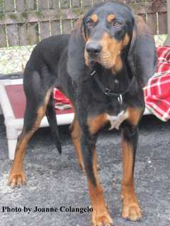 Lily Is Putnam Humane Society Pet Of The Week