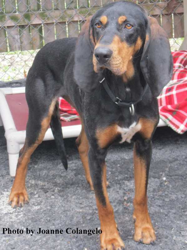 Lily Is Putnam Humane Society Pet Of The Week