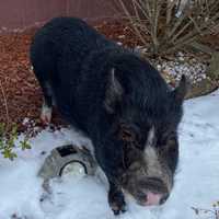 <p>A pig found wandering the streets in Nanuet last month.</p>