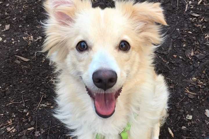 Lacey Is SPCA of Westchester's Pet Of The Week