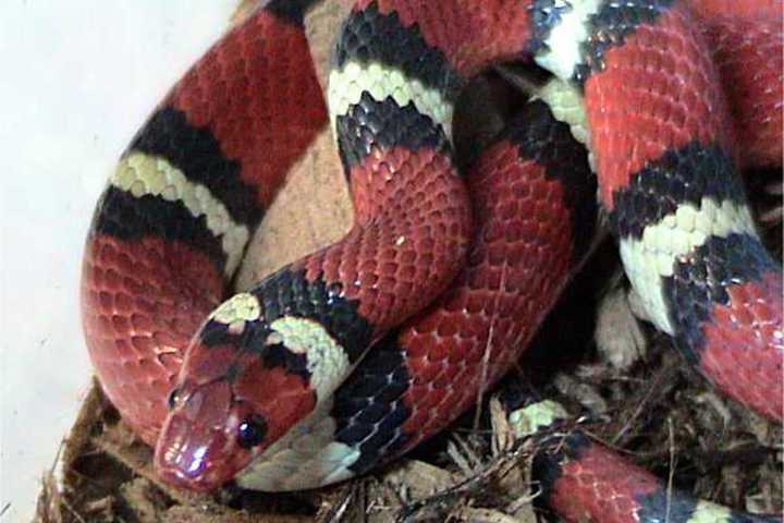 Man Who Illegally Transported Endangered Snakes Sentenced In Bridgeport