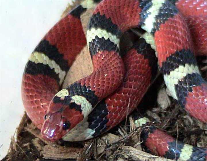 Scarlet kingsnake .