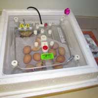 <p>It&#x27;s hatch day for these eggs in Chappaqua Central School District.</p>