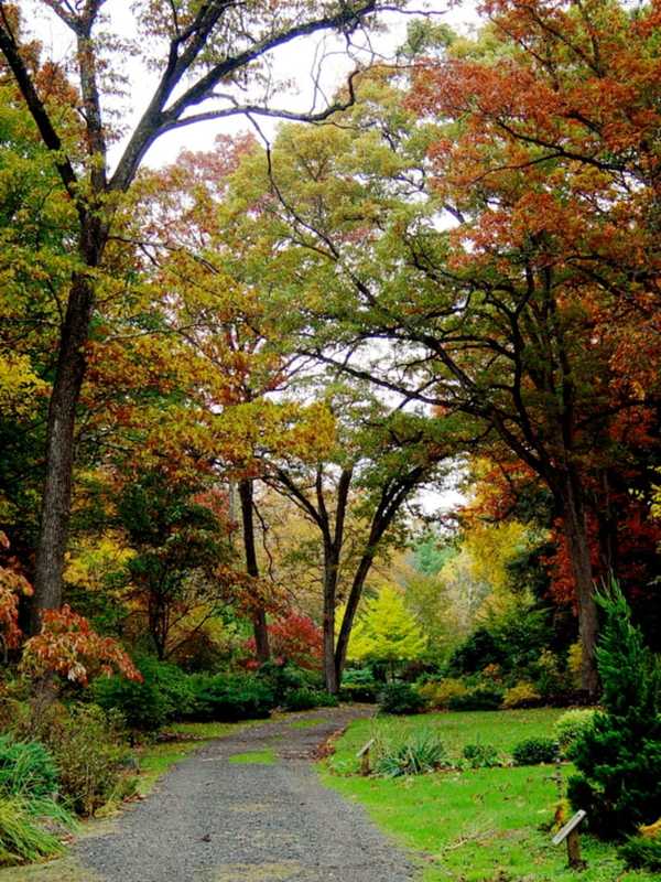 Wayne Temple Invites Dogs Along For Walks At Arboretum