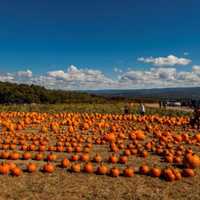 Where Do You Like To Go Pumpkin-Picking, Orange County?