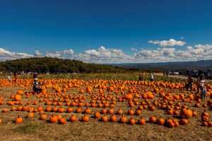 Where Do You Like To Go Pumpkin-Picking, Orange County?
