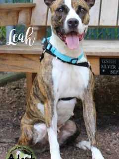Meet Leah, Hi Tor Animal Shelter's Pet Of The Week