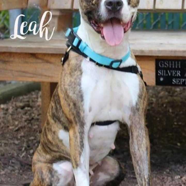 Leah, a terrier mix, is up for adoption at the Hi Tor Animal Shelter in Pomona.