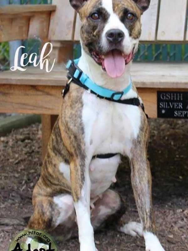 Meet Leah, Hi Tor Animal Shelter's Pet Of The Week