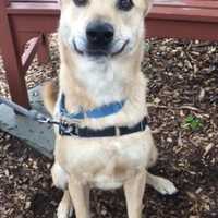 Leon Is SPCA Pet Of The Week