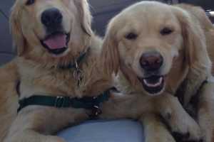 Hasbrouck Heights Service Dog Among 15 Pups ‘Who Changed The World’