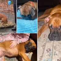 'A Big Undertaking': Rescue Saves, Rehabilitates Animals From Long Island Hoarding Case