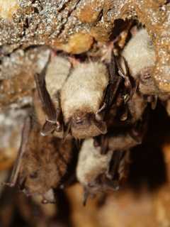 White-Nose Syndrome Plague Connecticut's Valuable Bat Population