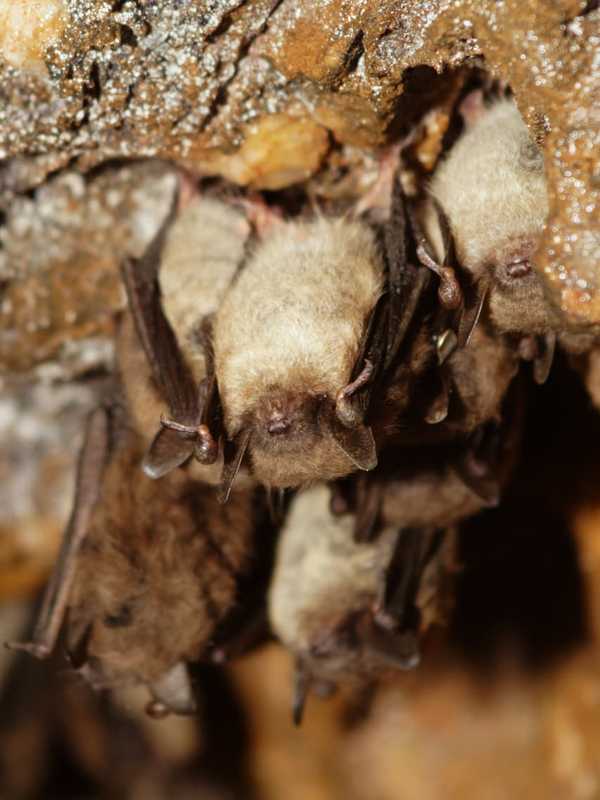 White-Nose Syndrome Plague Connecticut's Valuable Bat Population