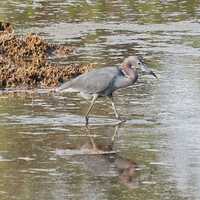 <p>Little blue herons like this one can be spotted at Hammonassett and in the Quinnipiac River tidal marsh.</p>