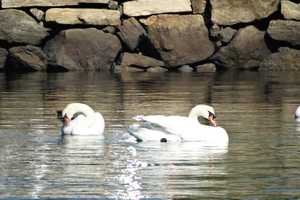 Lawmaker Criticizes State's Mute Swan Plan