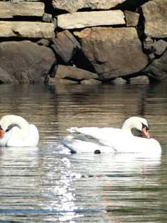 Who Knew Mute Swans Were Such Coastal Pests?