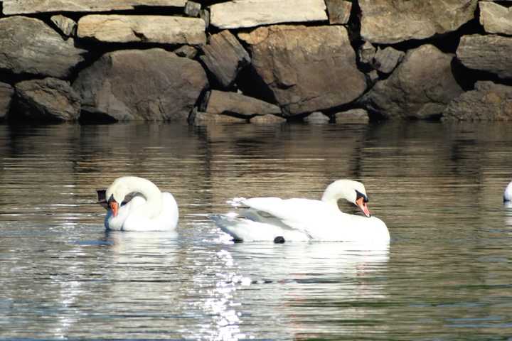 Lawmaker Criticizes State's Mute Swan Plan