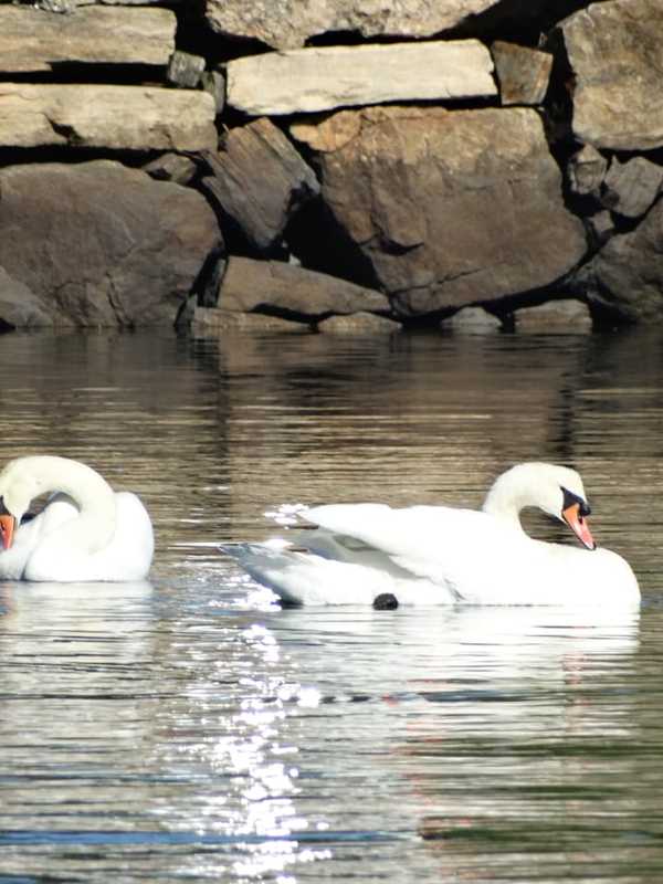 Who Knew Mute Swans Were Such Coastal Pests?