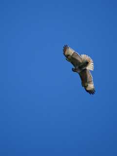 Watch Hawks In Conneticut As They Head South For Winter