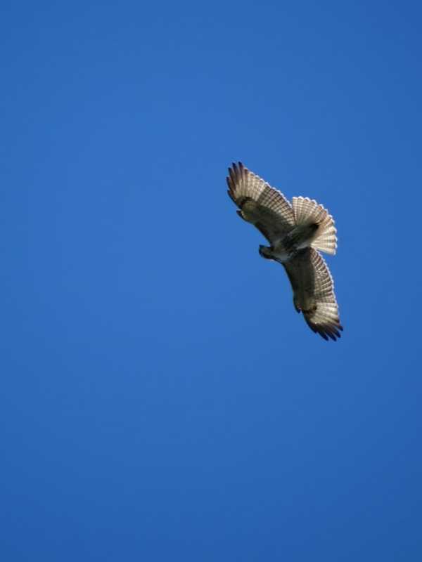 Watch Hawks In Conneticut As They Head South For Winter