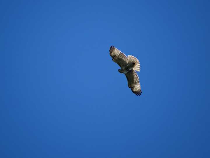 Many hawks are migrating through the tristate area this time of year.