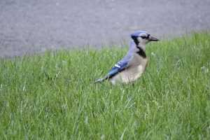 Aw Nuts: Blue Jays Hunt For Acorns, Local Fall Ritual Begins