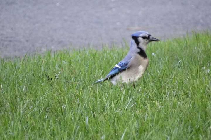 Aw Nuts: Blue Jays Hunt For Acorns, Local Fall Ritual Begins