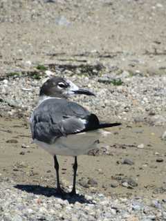 Bird Watching This Season? Watch Molting In Action
