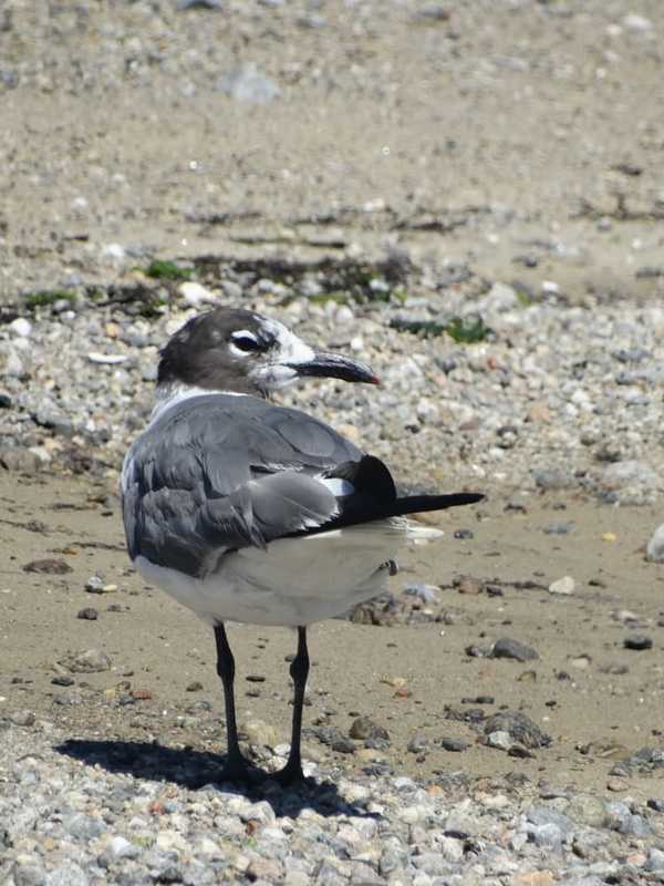 Bird Watching This Season? Watch Molting In Action