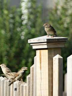 Starlings, Pigeons, Sparrows Spread Their Wings Across Tristate Area