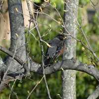 <p>American Robins are common in Connecticut, where they are the state bird.</p>