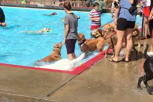 PHOTOS: Ramapo Pool Focuses On Doggie Paddle