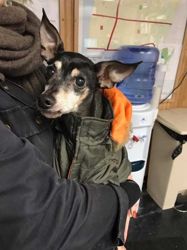 Lost Dog Found In Irvington