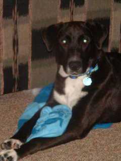 Wappingers Falls Black Lab Missing After Surgery