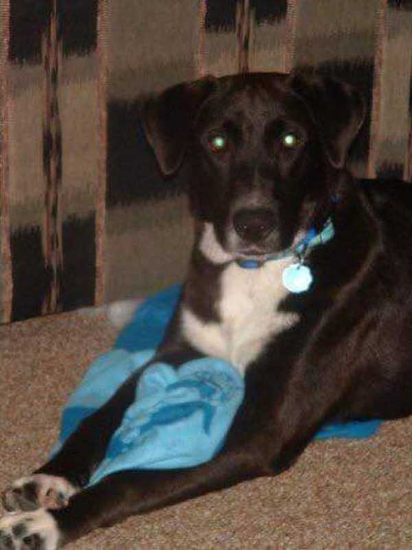 Wappingers Falls Black Lab Missing After Surgery