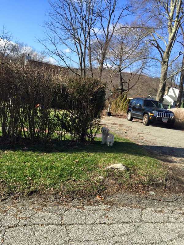 Advisory Issued For Stray Dog Seen In Carmel