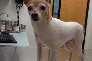 Owners Of Small Dog In Peekskill Still Search For Her