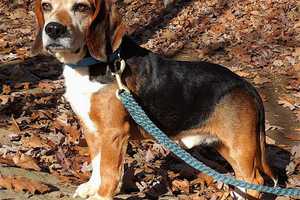 Do You Know Him? Beagle Found In Mahopac