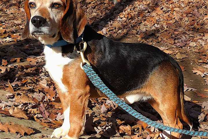 Do You Know Him? Beagle Found In Mahopac